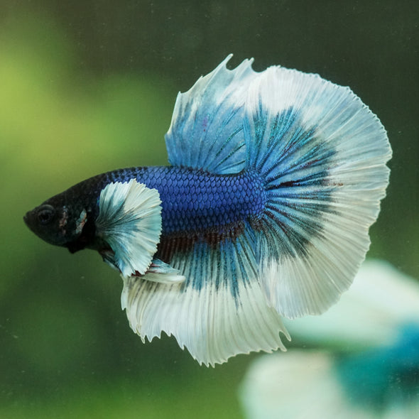 Dumbo Halfmoon - 12 weeks old