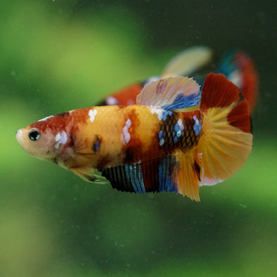 Multicolor/ Galaxy Koi Plakat- Female- 13 Weeks Old