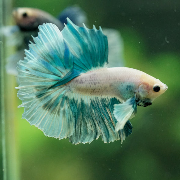 Dumbo Halfmoon - 11 weeks old