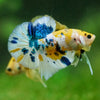 Multicolor/Galaxy Koi Plakat -16 weeks Old