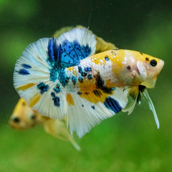 Multicolor/Galaxy Koi Plakat -16 weeks Old
