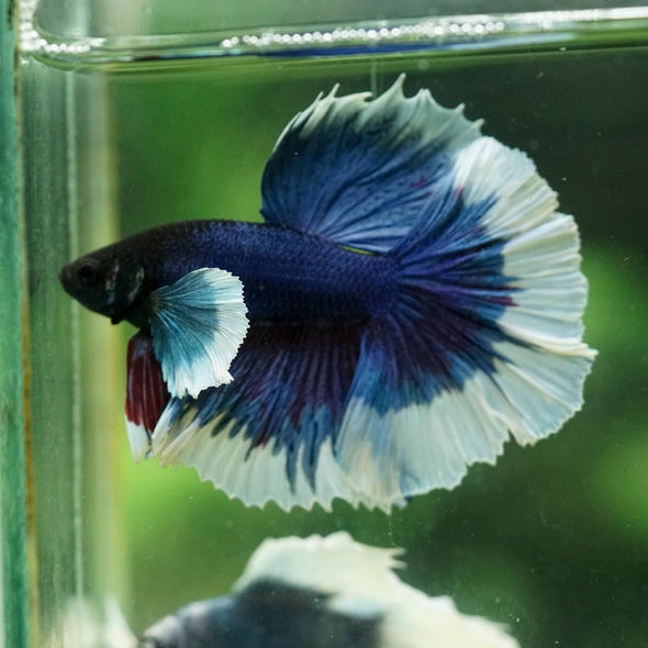 Dumbo Halfmoon - 14 weeks old