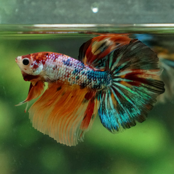 Galaxy Koi Halfmoon - 13 weeks old