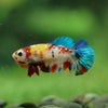 Multicolor/ Galaxy Koi Plakat- Female- 13 Weeks Old