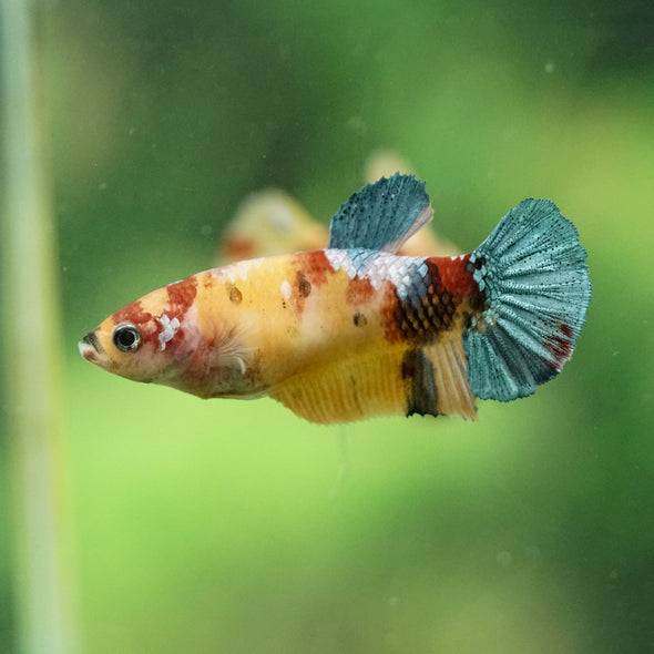 Multicolor/ Galaxy Koi Plakat- Female- 13 Weeks Old