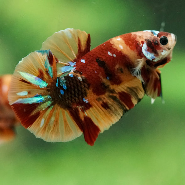 Multicolor/Galaxy Koi Plakat -16 weeks Old