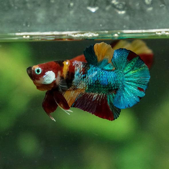 Multicolor/Galaxy Koi Plakat -13 weeks Old