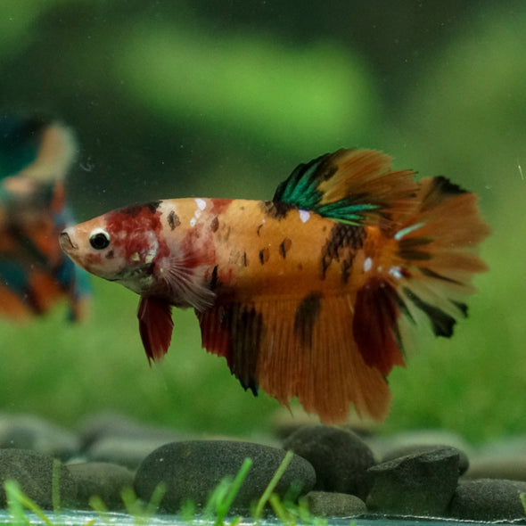 Multicolor/ Galaxy Koi Halfmoon- Female- 13 Weeks Old