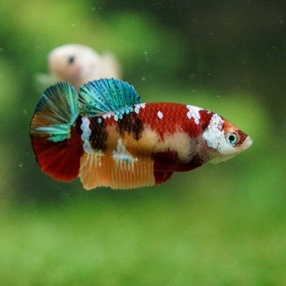 Multicolor/ Galaxy Koi Plakat- Female- 13 Weeks Old