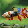 Multicolor/Galaxy Koi Plakat -16 weeks Old