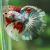 Galaxy/Candy Koi Halfmoon - 14 weeks old