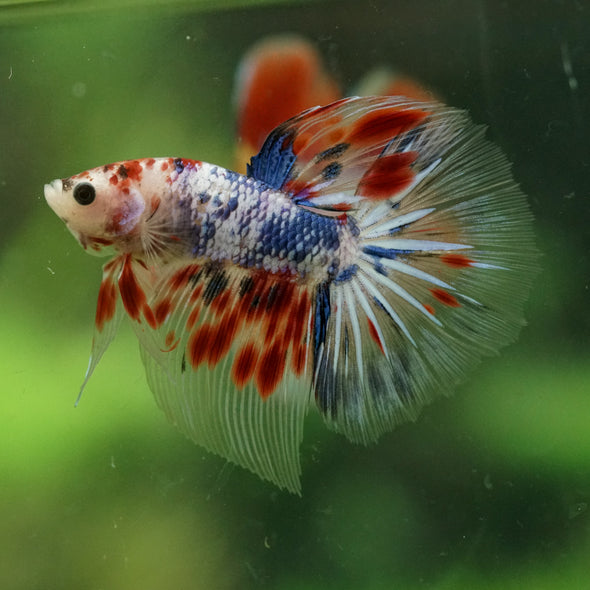 Galaxy/Candy Koi Halfmoon - 11 weeks old