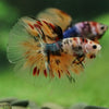 Galaxy/Candy Koi Halfmoon - 14 weeks old