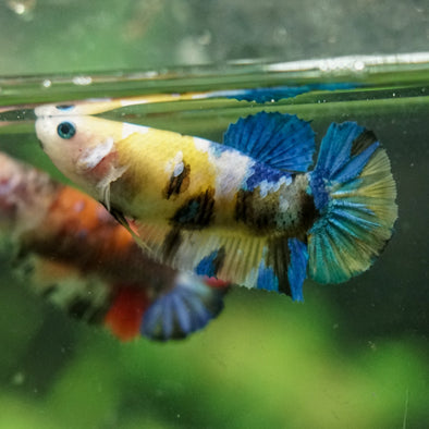 Multicolor/ Galaxy Koi Plakat- Female- 13 Weeks Old