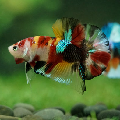 Multicolor/Galaxy Koi Plakat -16 weeks Old