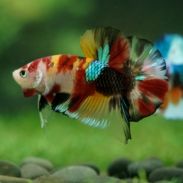 Multicolor/Galaxy Koi Plakat -16 weeks Old