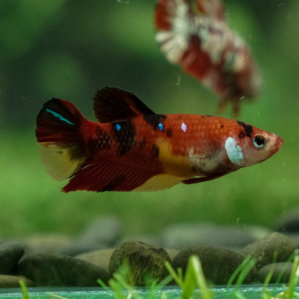 Multicolor/ Galaxy Koi Plakat - Female- 13 Weeks Old