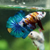 Multicolor/Galaxy Koi Plakat -16 weeks Old