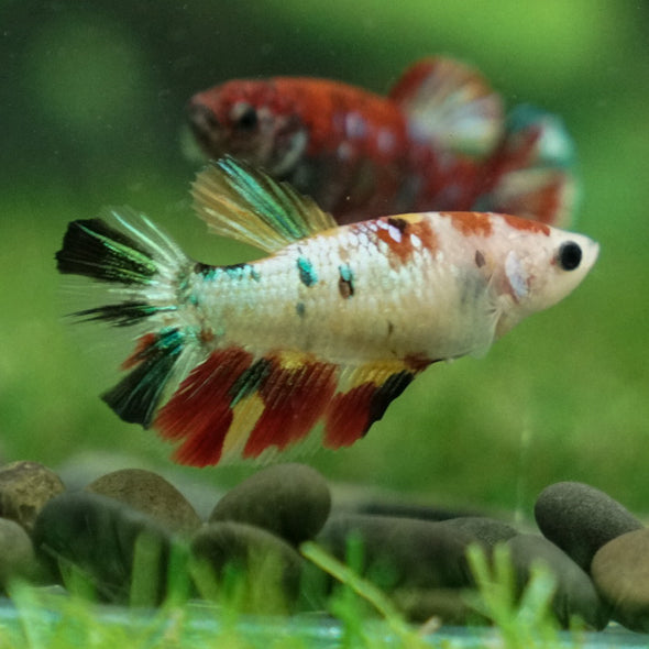 Multicolor/ Galaxy Koi Halfmoon- Female- 13 Weeks Old
