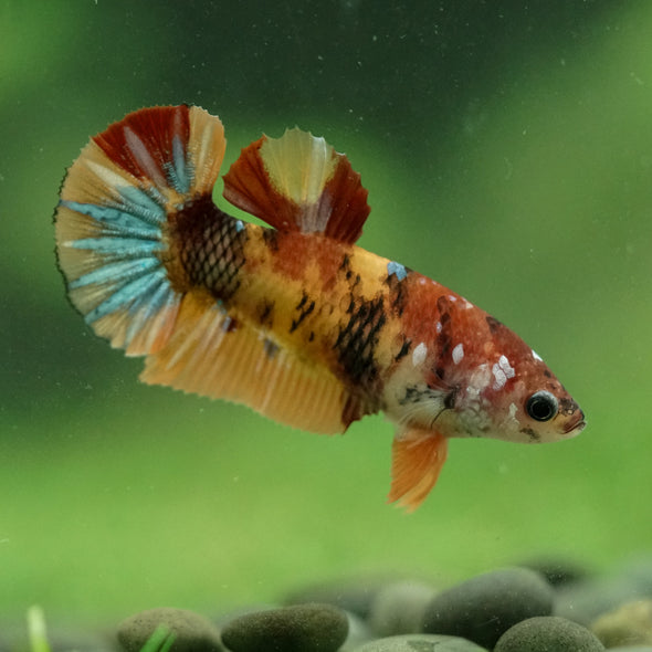 Multicolor/ Galaxy Koi Plakat- Female- 13 Weeks Old