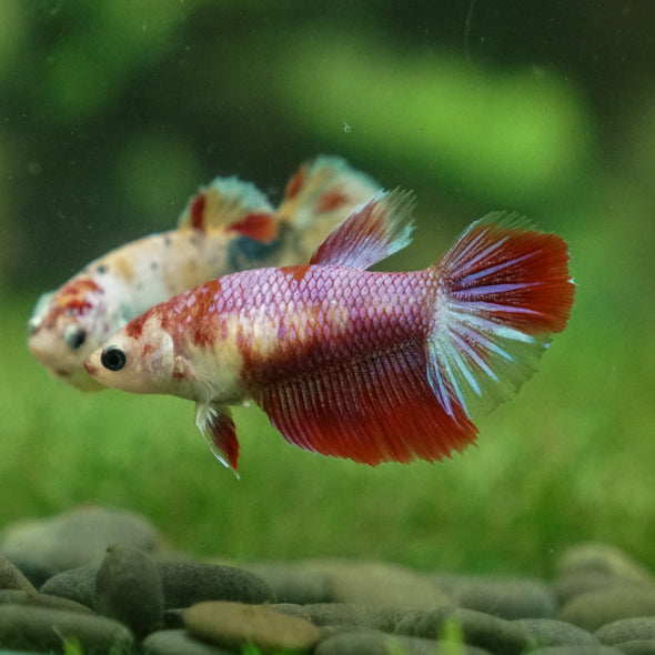 Multicolor/ Galaxy Koi Halfmoon - Female- 13 Weeks Old