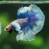 Dumbo Halfmoon - 12 weeks old