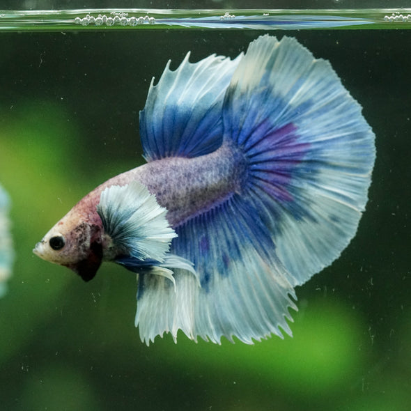 Dumbo Halfmoon - 12 weeks old