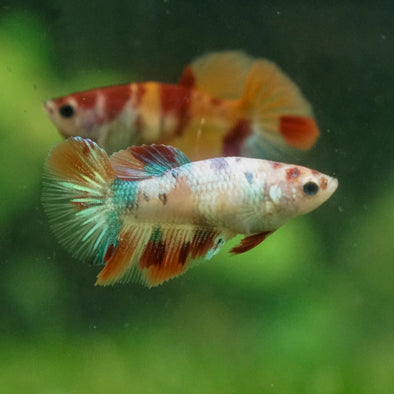 Multicolor/ Galaxy Koi Halfmoon - Female- 13 Weeks Old