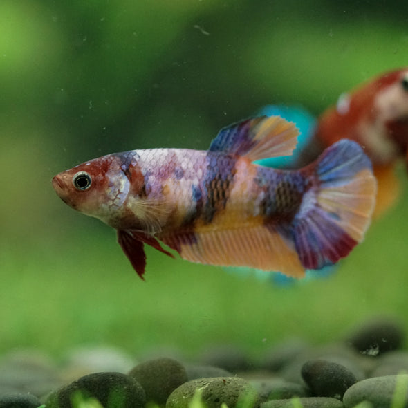 Multicolor/ Galaxy Koi Plakat- Female- 13 Weeks Old
