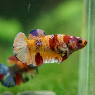 Multicolor/ Galaxy Koi Plakat- Female- 13 Weeks Old