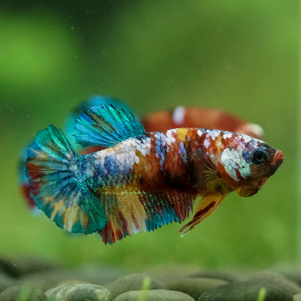 Multicolor/ Galaxy Koi Plakat- Female- 13 Weeks Old
