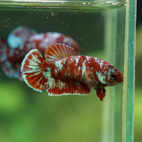 Multicolor/ Galaxy Koi Plakat - Female- 13 Weeks Old