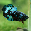 Black Koi Galaxy Plakat (Avatar) -13 weeks Old