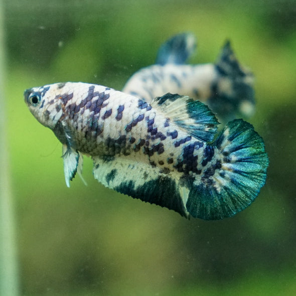 Blue/Green Dalmatian Plakat- Female