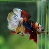 Multicolor/Galaxy Koi Plakat -16 weeks Old