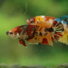 Multicolor/ Galaxy Koi Plakat- Female- 13 Weeks Old