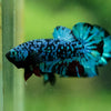 Black Koi Galaxy Plakat (Avatar) -10 weeks Old