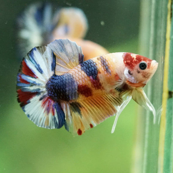 Multicolor/Galaxy Koi Plakat -11 weeks Old