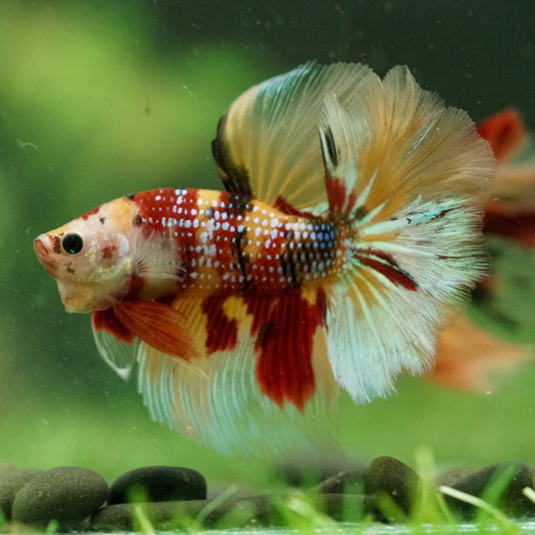 Galaxy/Candy Koi Halfmoon - 14 weeks old