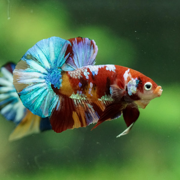 Multicolor/Galaxy Koi Plakat -15 weeks Old