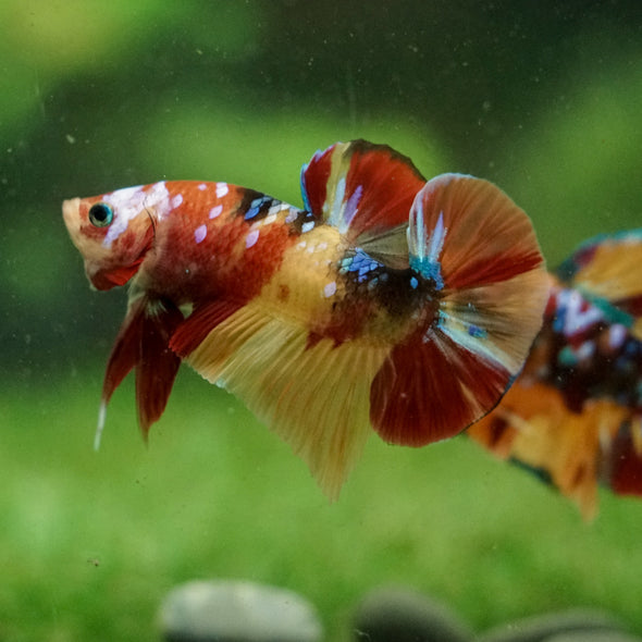 Multicolor/Galaxy Koi Plakat -16 weeks Old