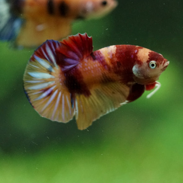 Multicolor/Galaxy Koi Plakat -11 weeks Old