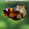 Multicolor/Galaxy Koi Plakat -16 weeks Old