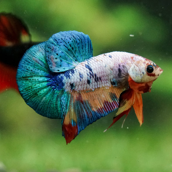 Multicolor/Galaxy Koi Plakat -16 weeks Old