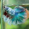 Galaxy/Candy Koi Halfmoon - 14 weeks old