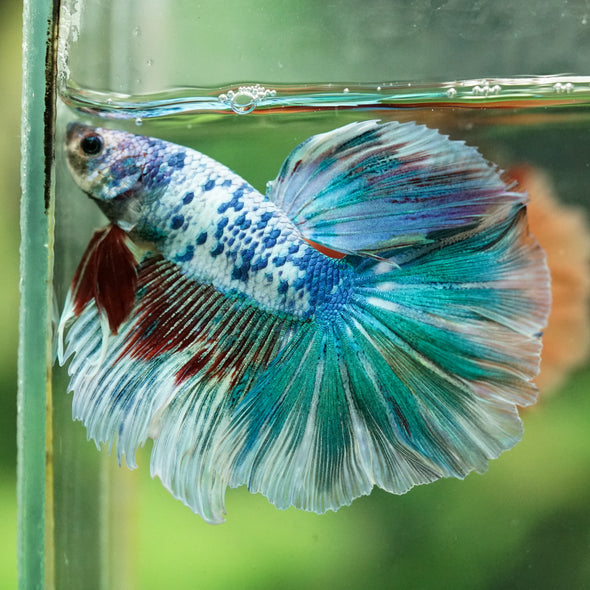 Galaxy/Candy Koi Halfmoon - 14 weeks old