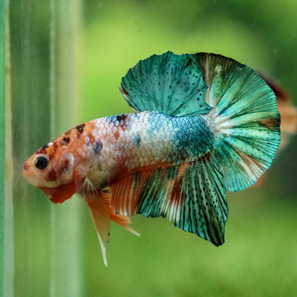 Multicolor/Galaxy Koi Plakat -13 weeks Old