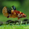 Multicolor/ Galaxy Koi Plakat- Female- 13 Weeks Old