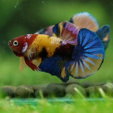 Multicolor/Galaxy Koi Plakat -16 weeks Old