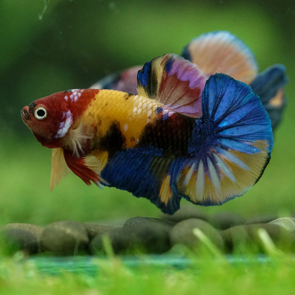 Multicolor/Galaxy Koi Plakat -16 weeks Old